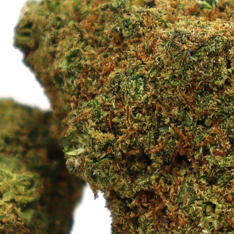 HOLLYWOOD FLOR DE CBD COOKIES