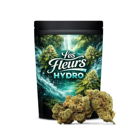 CHAMPAGNE HAZE FLOR THCA