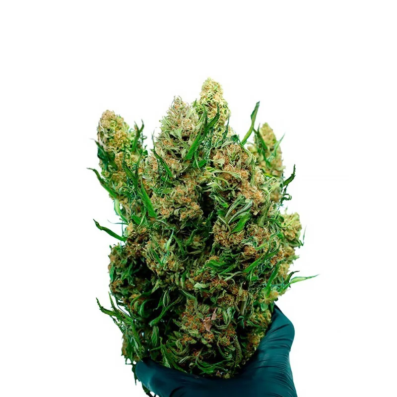 FLOR DE CBD EN TALLO STRAWBERRY QUEEN