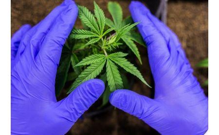 Flores de CBD potentes suizas: calidad, beneficios y compra online