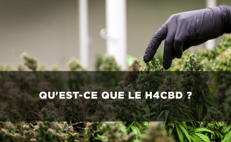 H4CBD: ¿qué es?