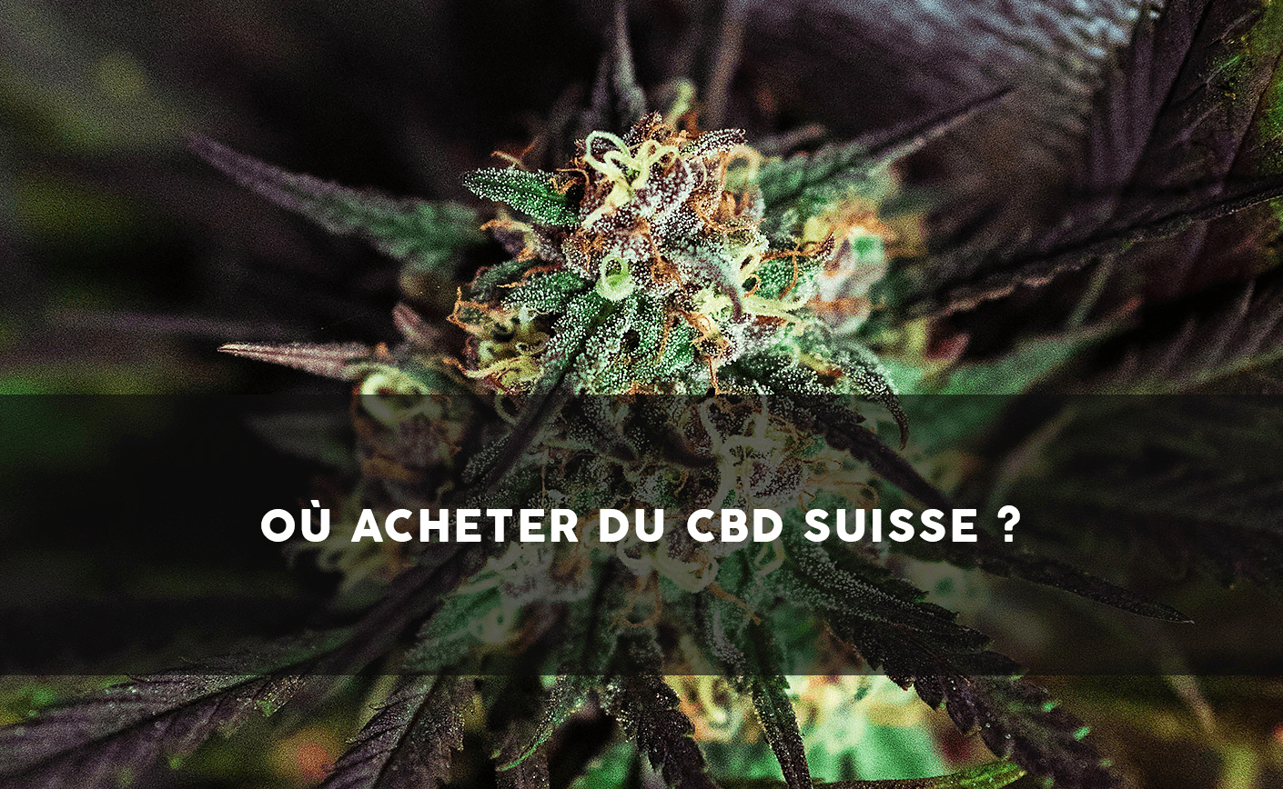 ¿Dónde comprar CBD en Suiza? - Sixty8