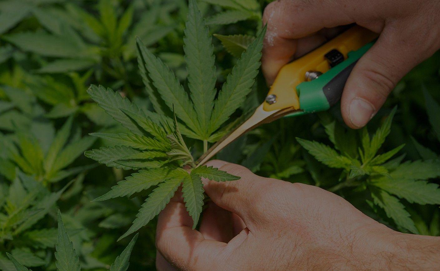 Aceite de CBD: efectos, beneficios y contraindicaciones