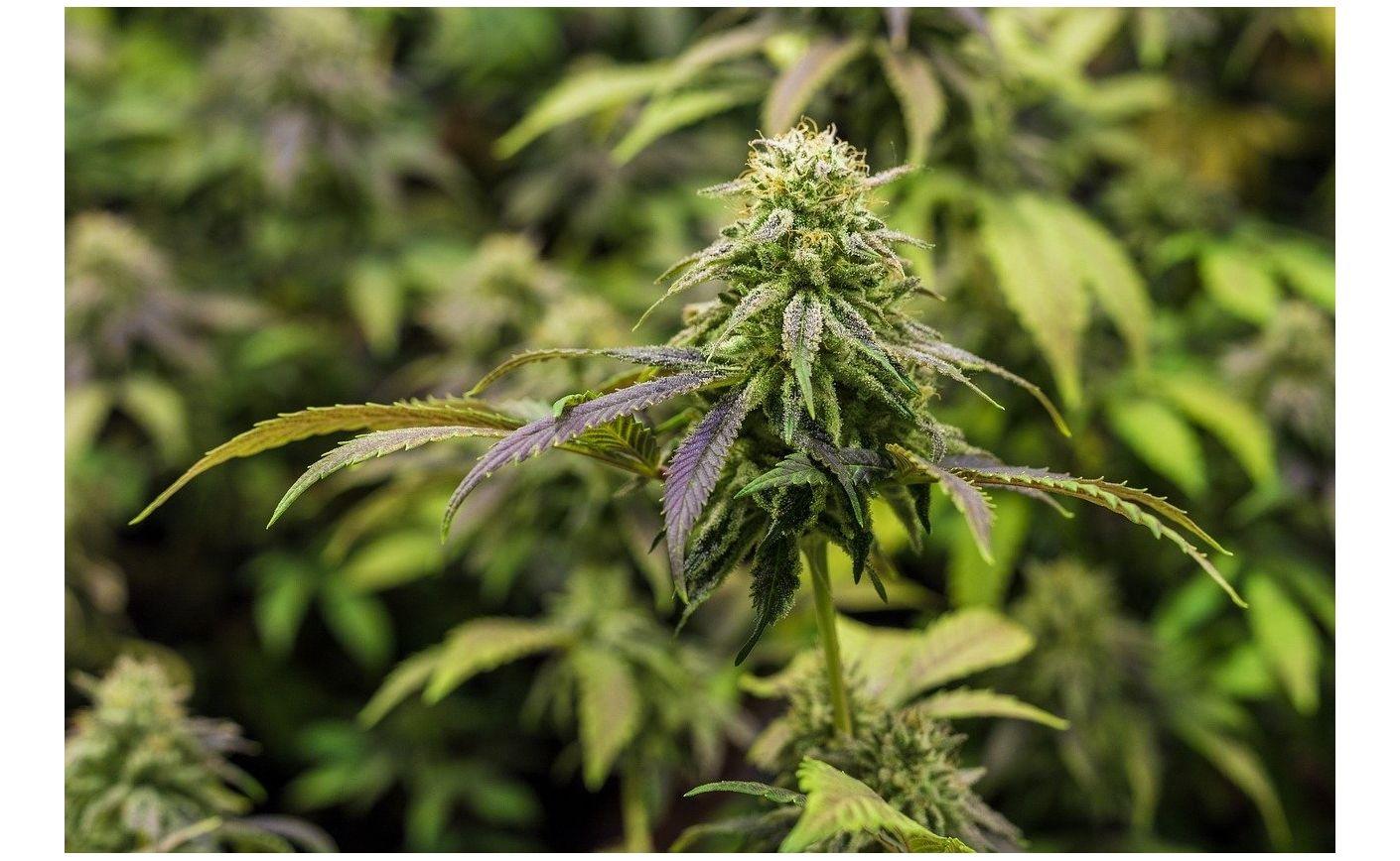 Flores de CBD potentes: ¿cómo aprovecharlas y dosificarlas correctamente?