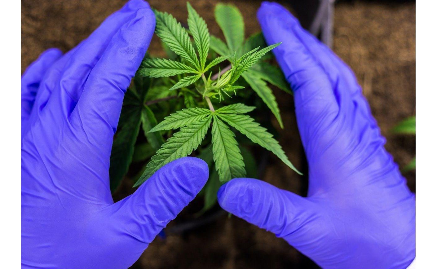 Flores de CBD potentes suizas: calidad, beneficios y compra online