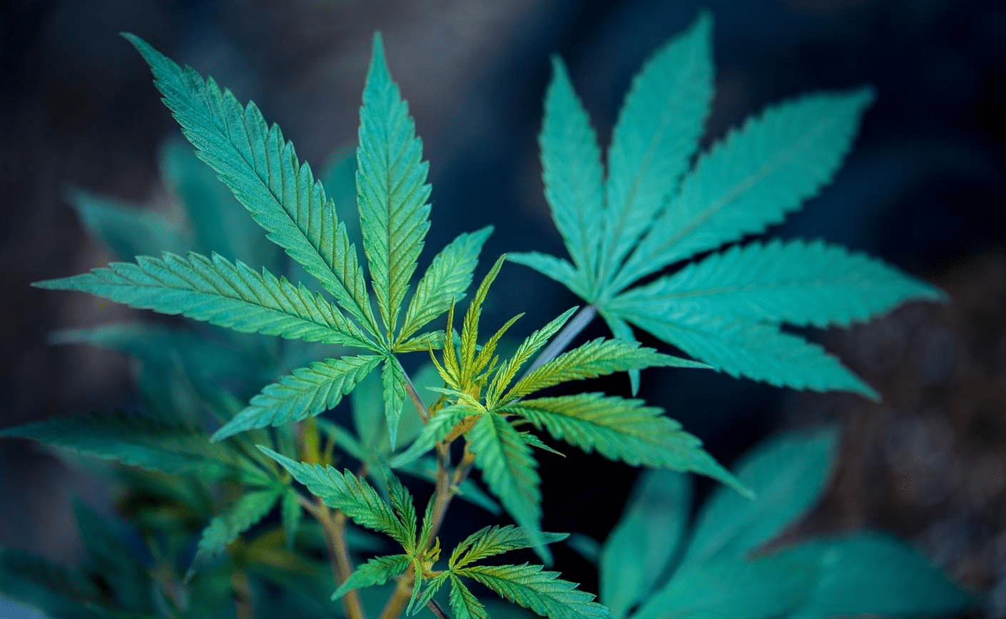 CBD / CBDa: ¿Qué diferencias hay? ¿Qué efectos tienen?