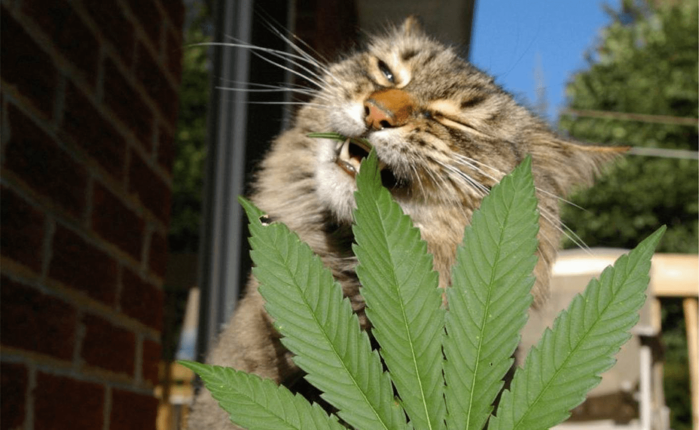 CBD para animales: Alivia a tus mascotas con el CBD de Sixty8