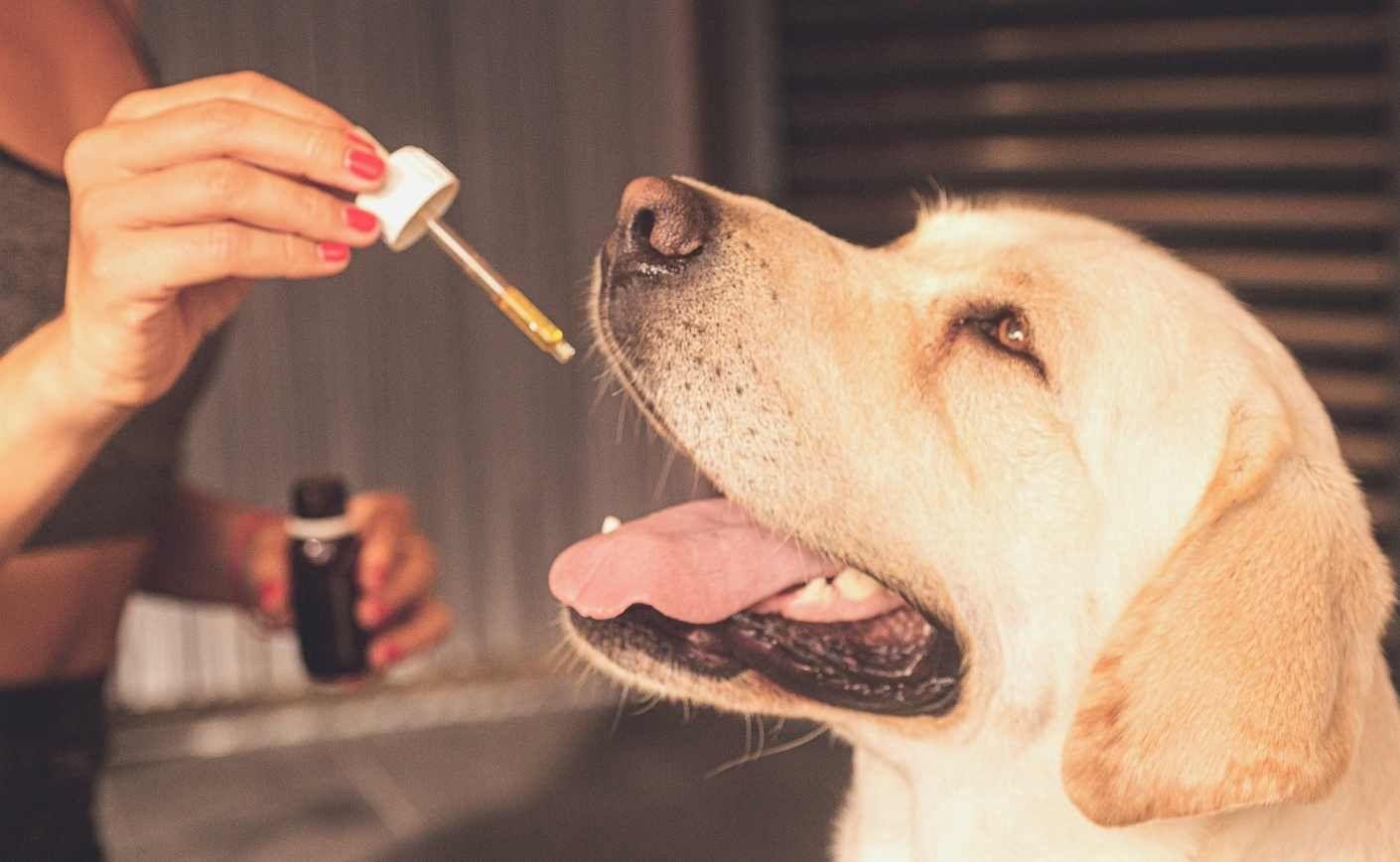 CBD para perros: ¿es realmente eficaz?