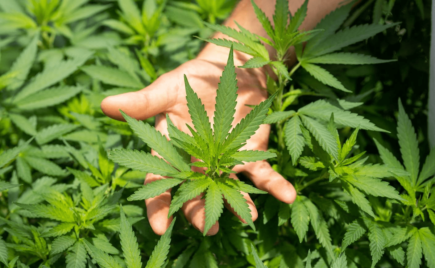 ¿Qué forma de CBD elegir para su primera experiencia?