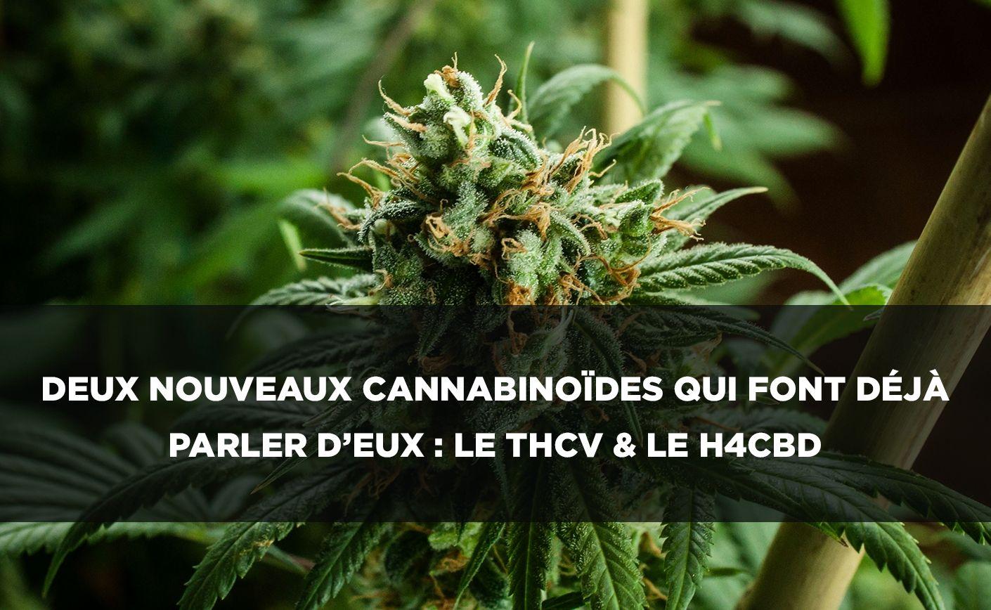 THCV y H4CBD: dos nuevos cannabinoides con efectos interesantes
