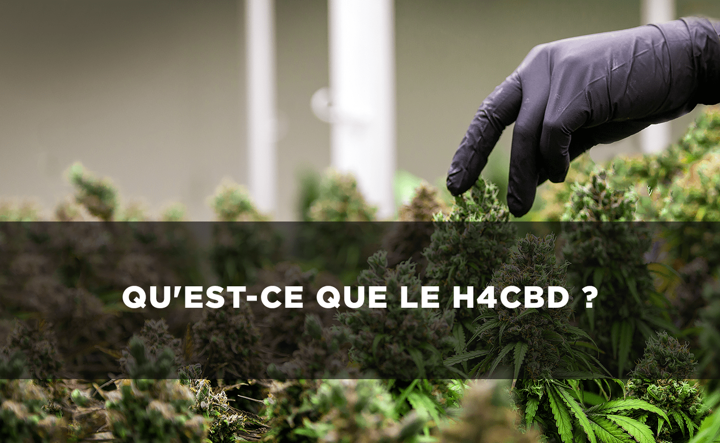 H4CBD: ¿qué es?