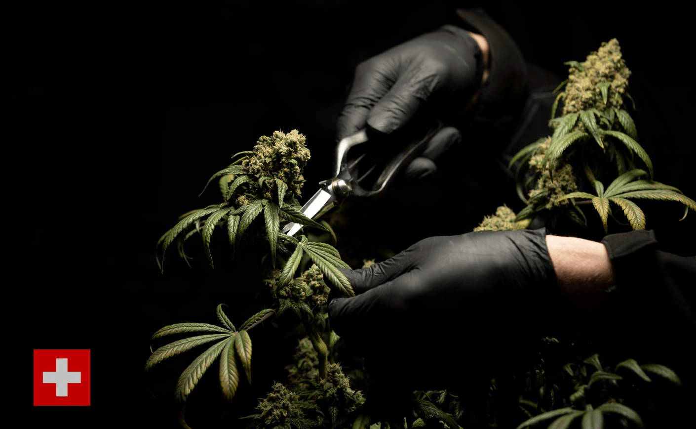 ¿Cómo elegir el producto de CBD suizo que más te conviene?