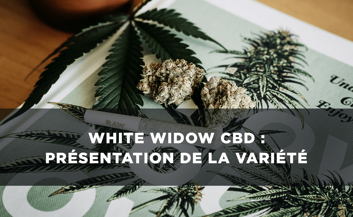 White Widow CBD: Presentación y opiniones sobre esta variedad