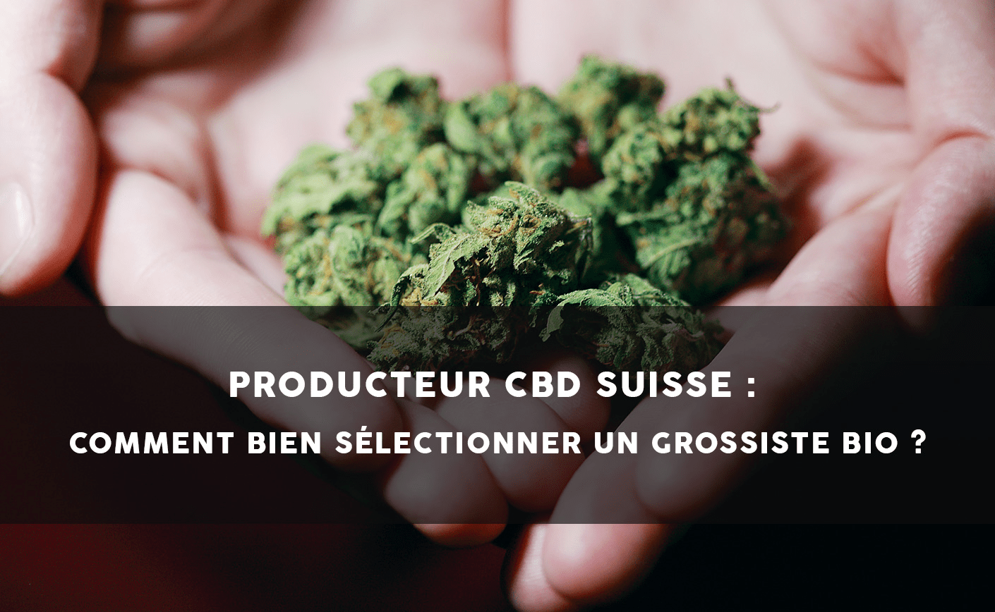 Productor de CBD en Suiza: ¿Cómo elegir bien a tu mayorista?