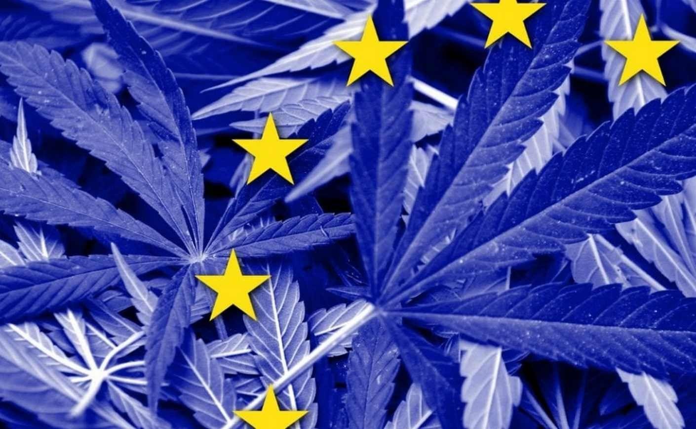 Cultivo de cannabis: ¿Se puede cultivar CBD en casa en Francia?
